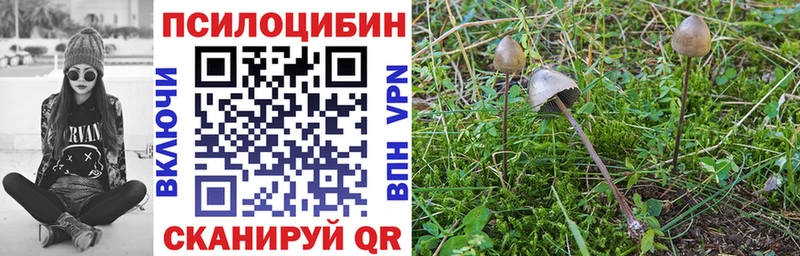 kraken вход Белокуриха Псилоцибиновые грибы Psilocybine cubensis купить закладку
